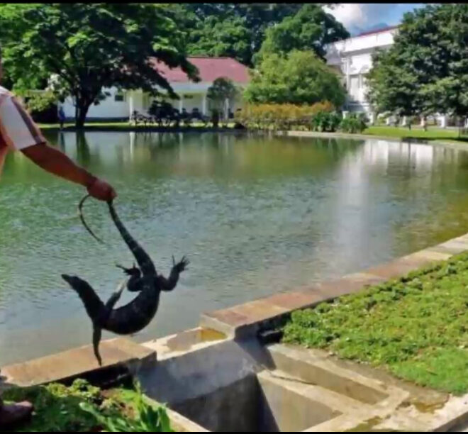 Kodok Hijau Bikin Jokowi Fresh