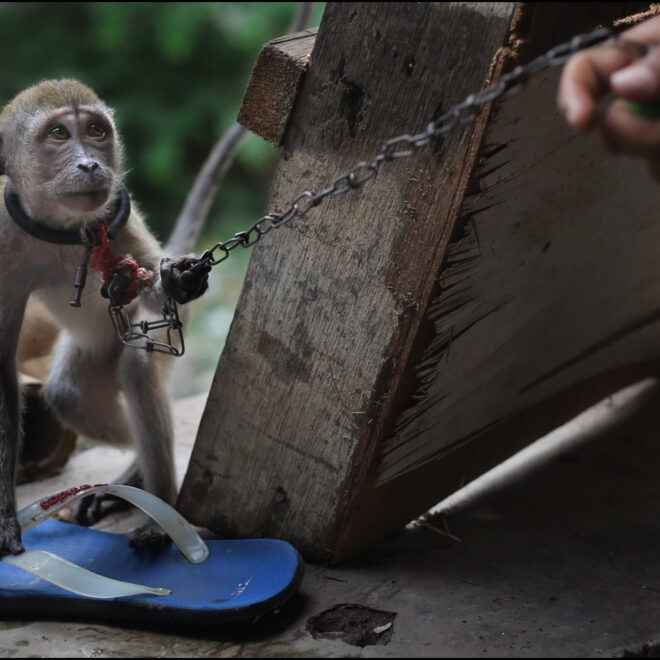 3 Alasan Jokowi Lakukan Penertiban Topeng Monyet