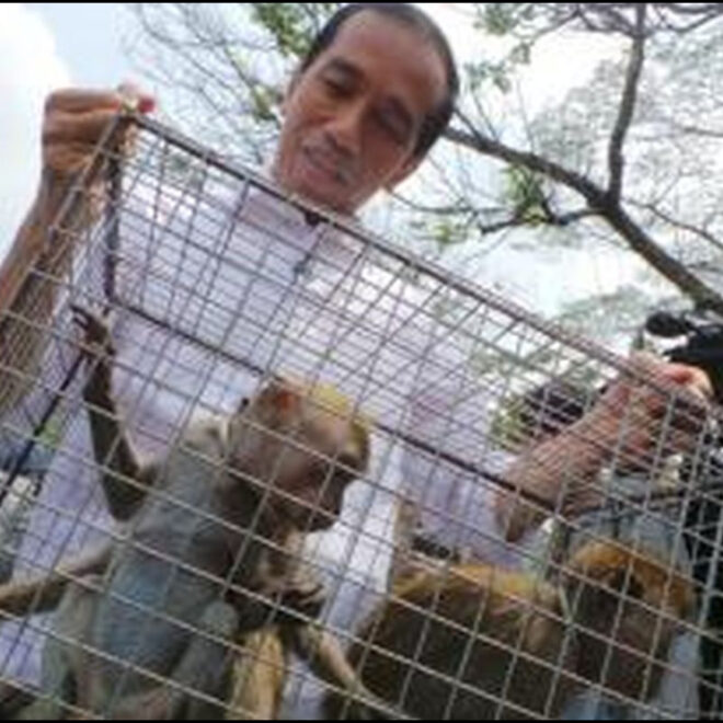 Jokowi Jenguk Monyet Monyet Hasil Razia Topeng Monyet