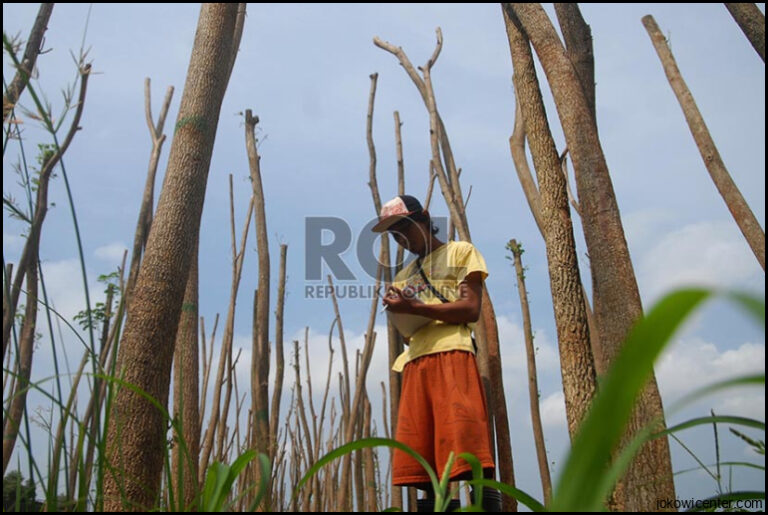 Jokowi Bangun Hutan Kota Di Waduk Riario